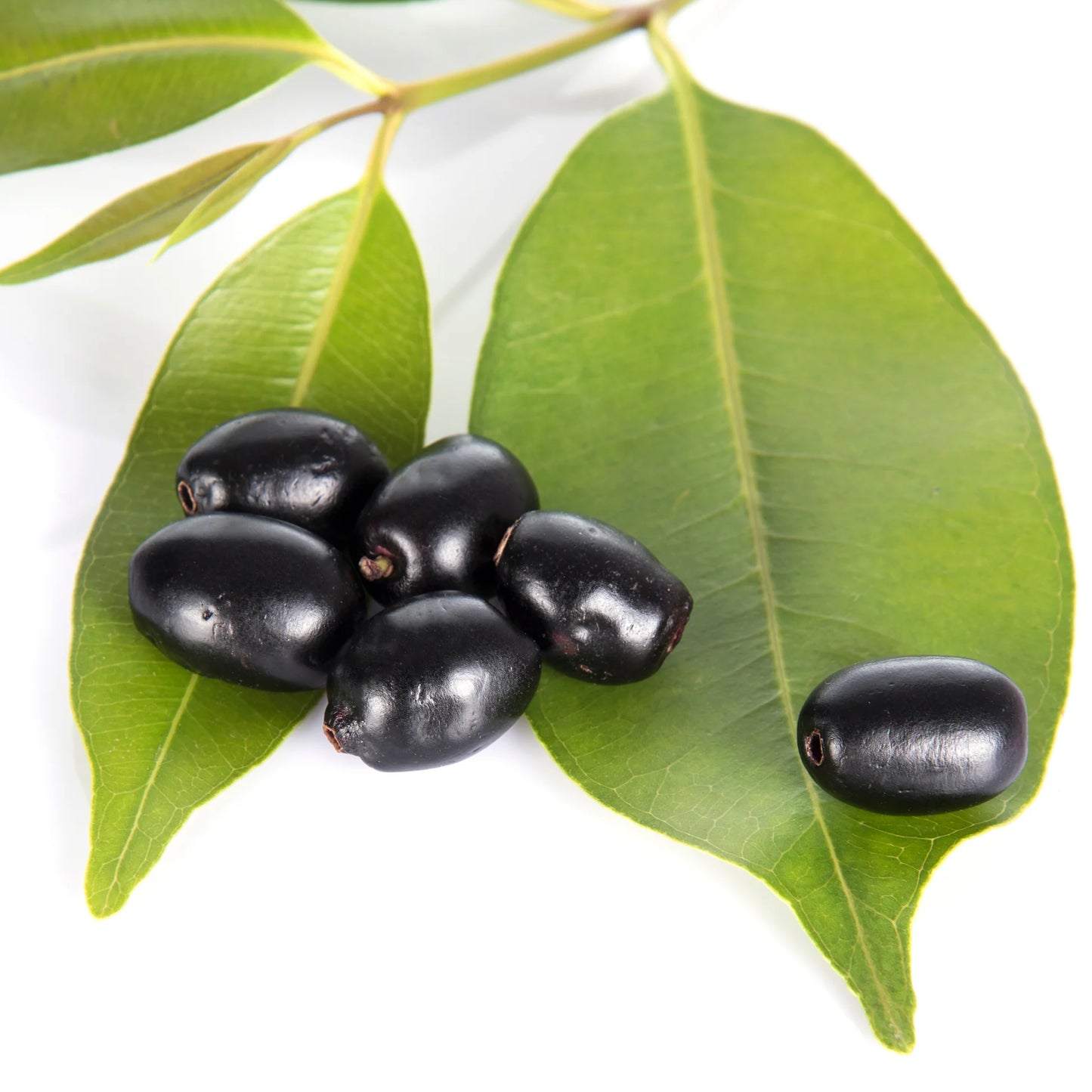 Jamun Fruit Seeds
