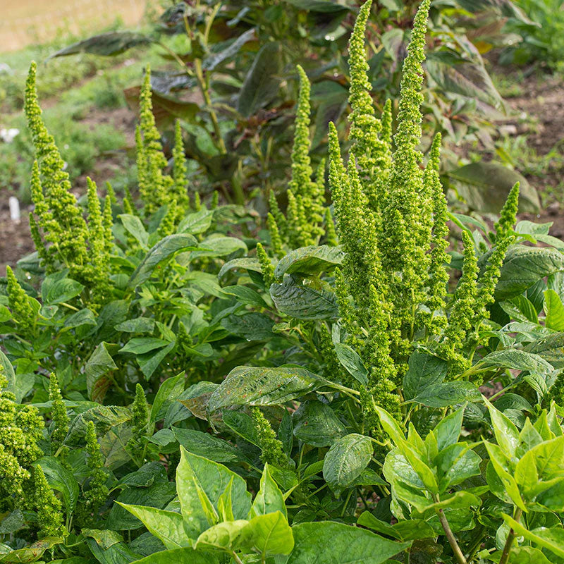 Amaranthus Viridis Green Summer Flower Seeds