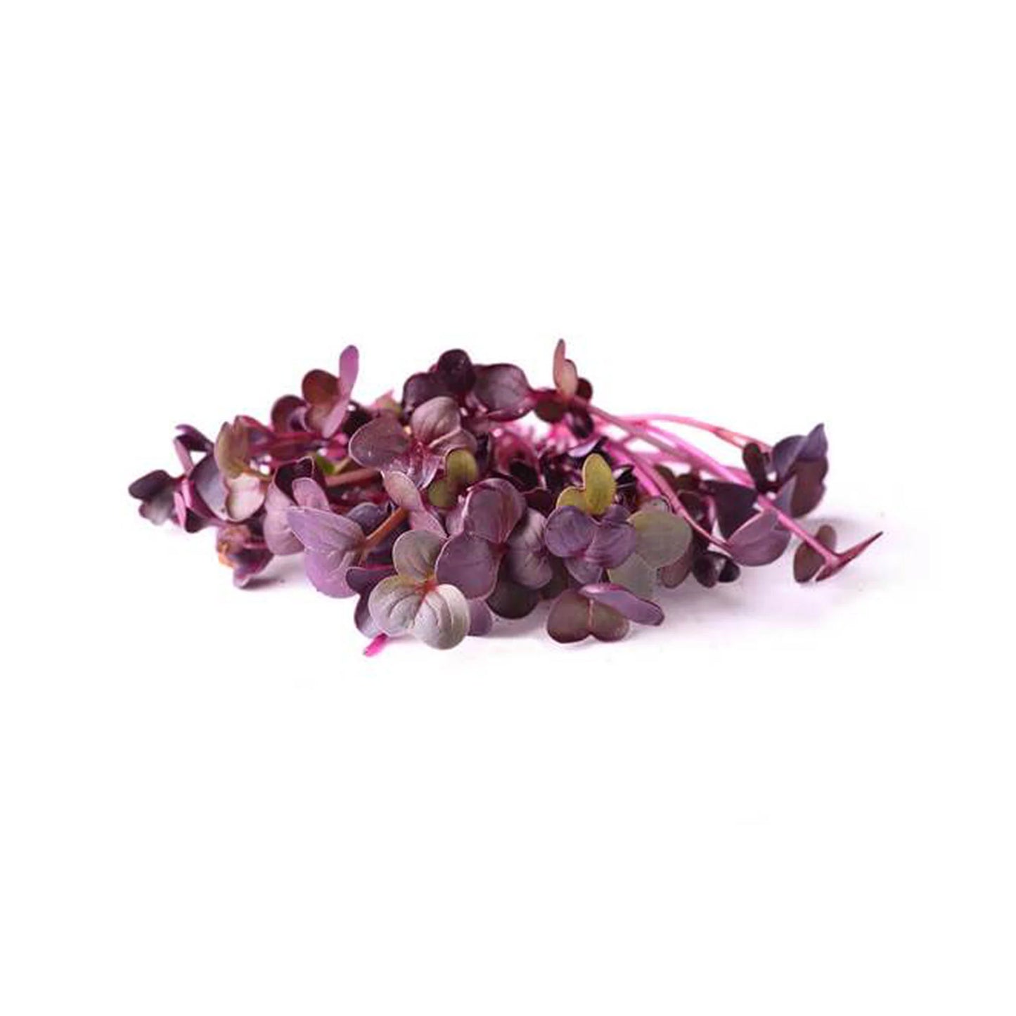 Sango Red Radish Microgreens Seeds