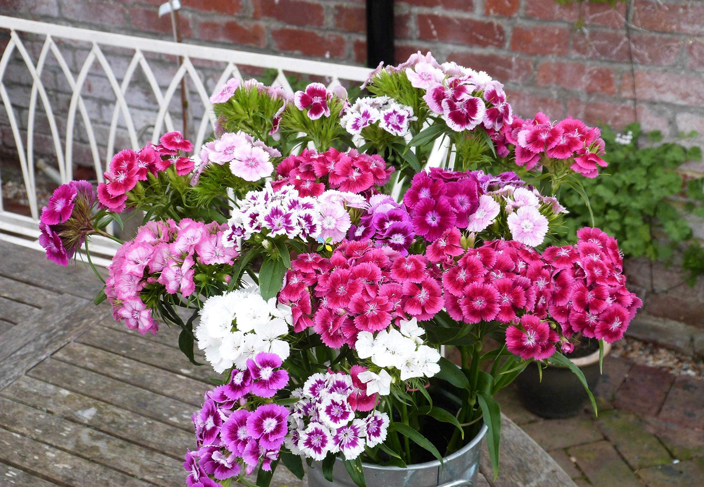 Dianthus Barbatus Mixed Flower Seeds