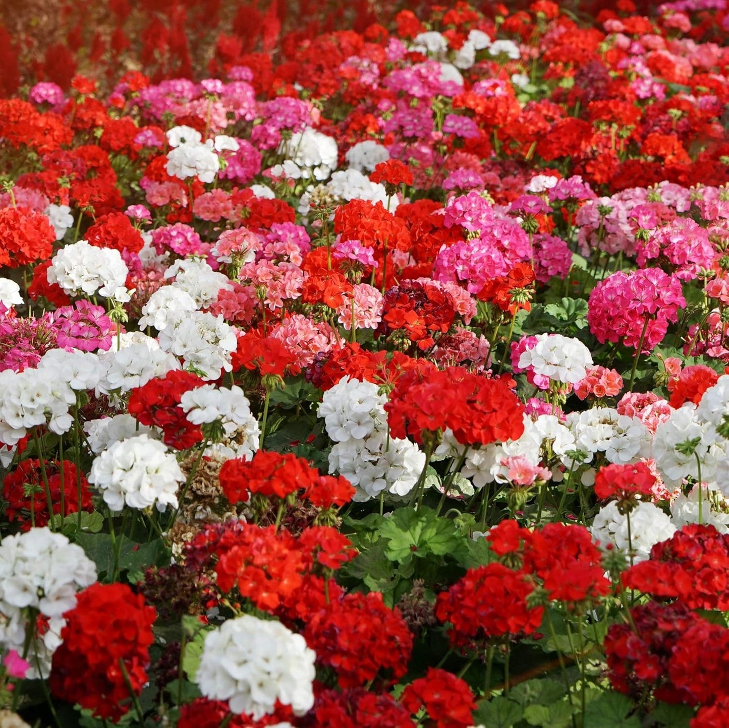 Geranium Pacific Mixed Winter Flower Seeds