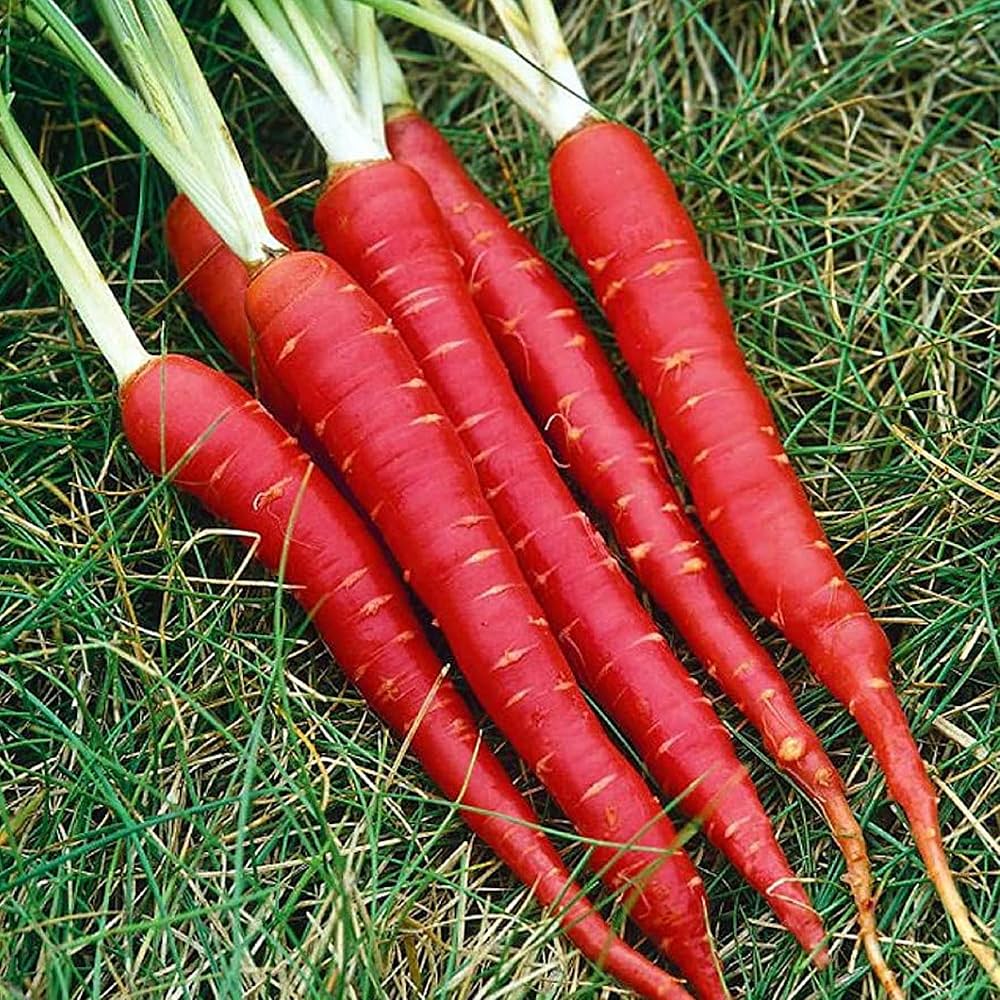 Carrot Selection Red Vegetable Seeds