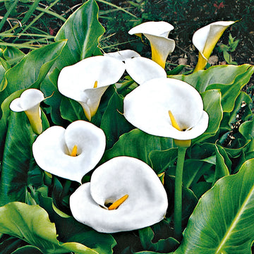 Elegant White Calla Lily Flower Bulbs
