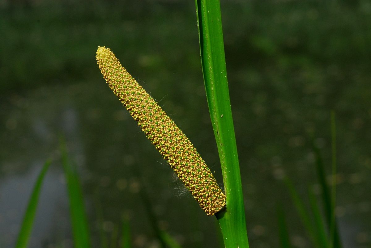 Acorus Calamus Herb Seeds