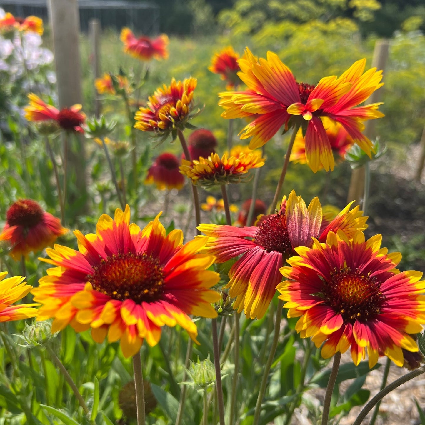 Vibrant Gallardia Flower Seeds – Hardy, Long-Blooming, & Easy to Grow