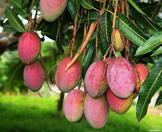 Organic Mango Fruit Seeds