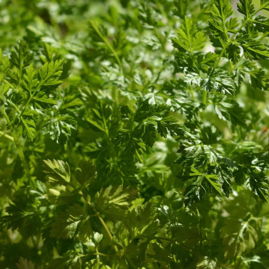 Chervil Green Microgreens Seeds