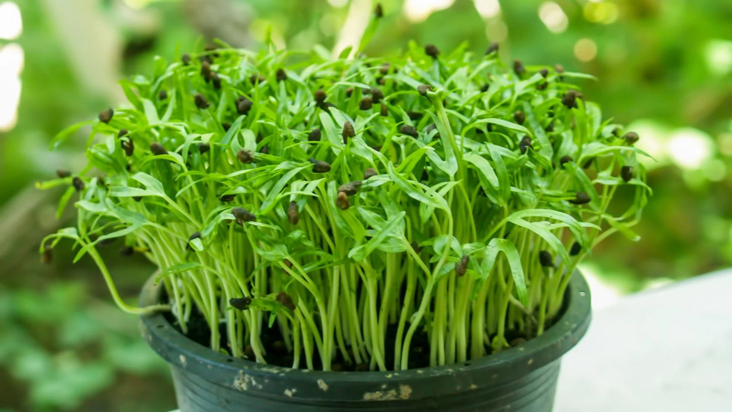 Baby Spinach Microgreens Seeds