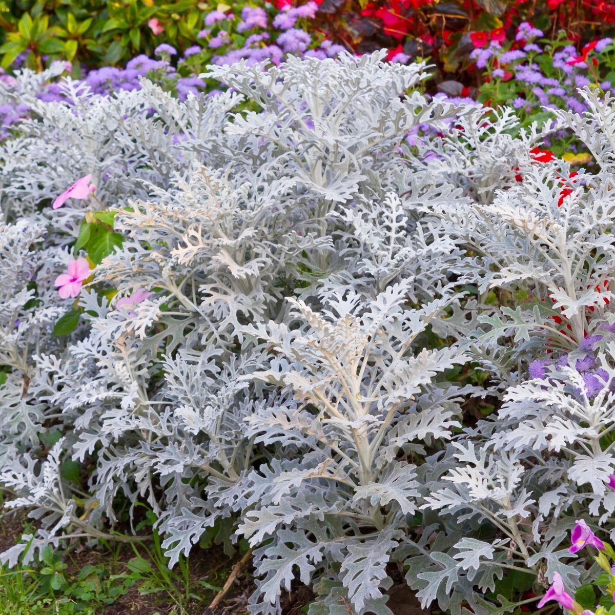 Cineraria Silver Dust Winter Flower Seeds
