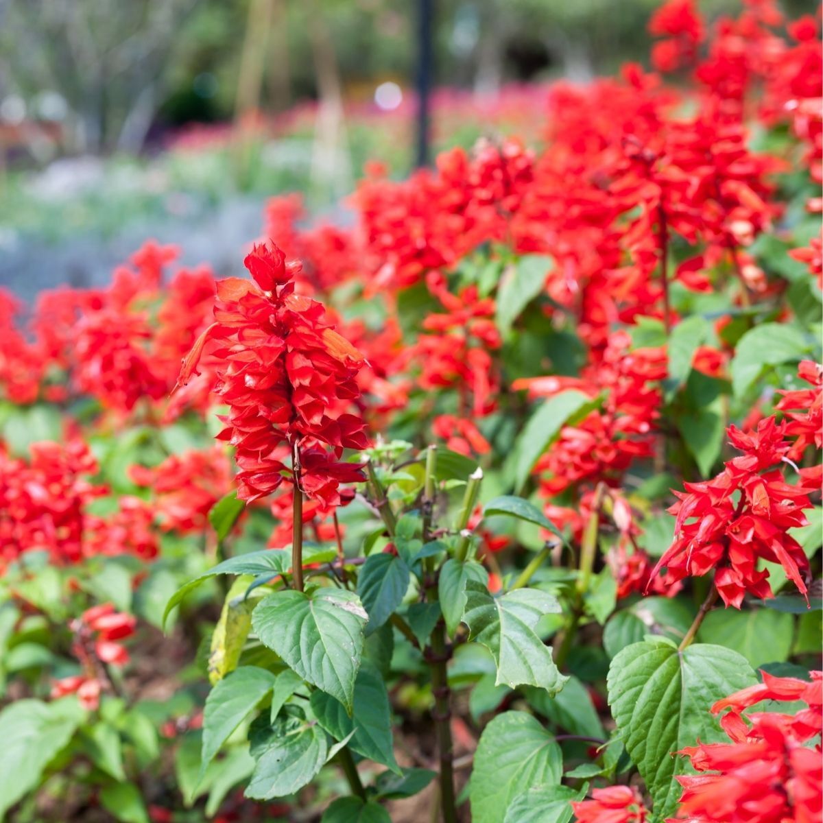 Salvia 'Bon Fire Red' Winter Flower Seeds