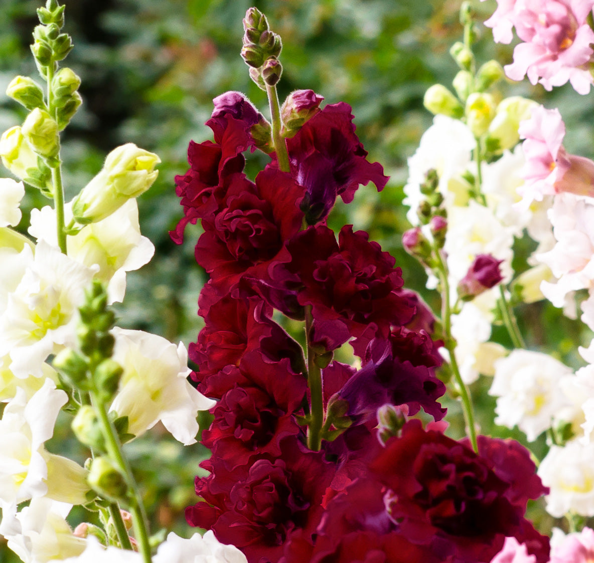 Antirrhinum Grand Mixed Edible Flower Seeds
