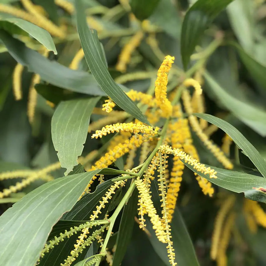 Australian Babul Herb Seeds