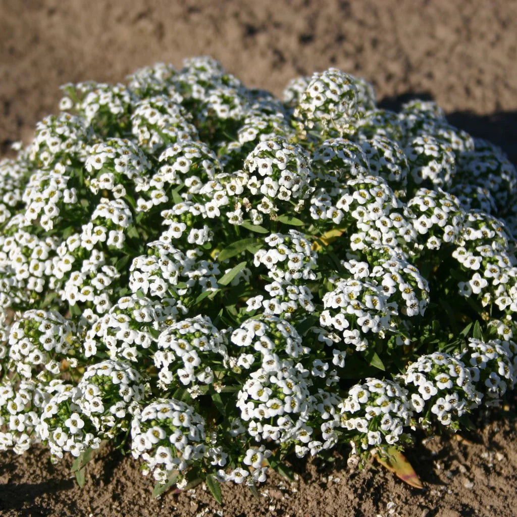 Alyssum Snow Carpet Mixed Seeds