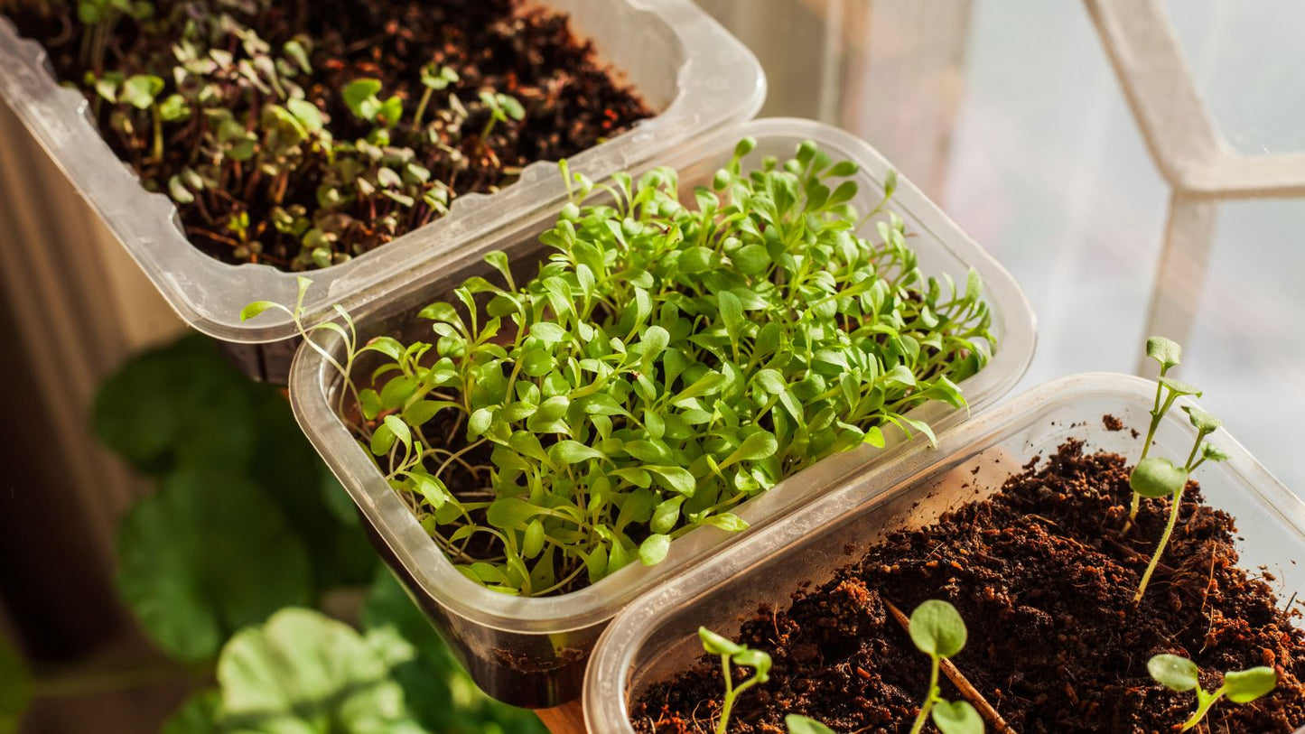 Cauliflower Microgreen Herb Seeds