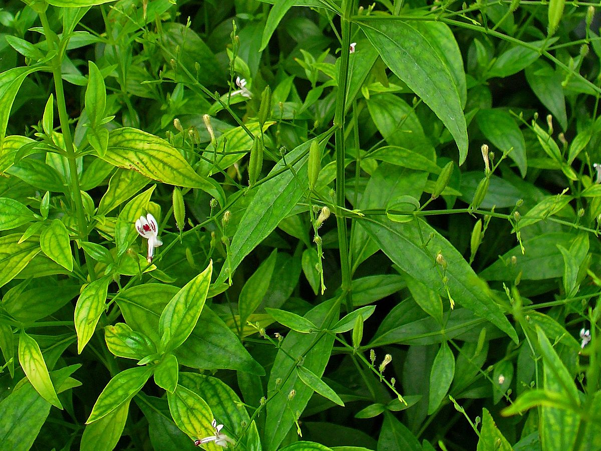 Andrographis Paniculata Herb Seeds