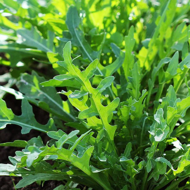 Rocket (Arugula) Leaves / Wild Herb Seeds