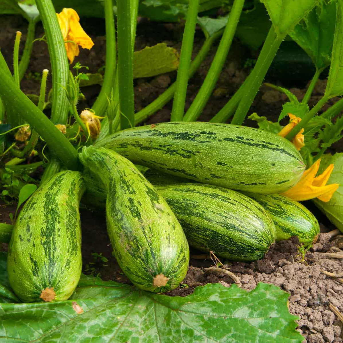 Green Long Squash/Zucchini Exotic Vegetable Seeds