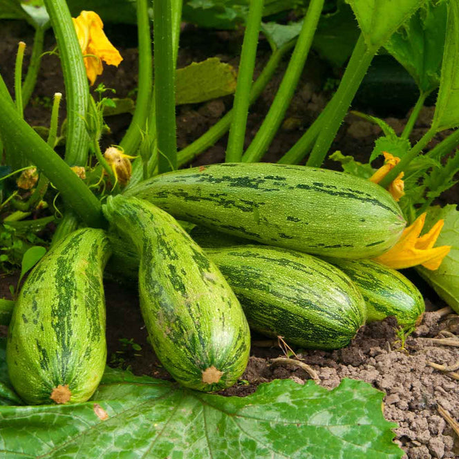 Fresh Squash & Zucchini Patty Pan - Farm-Fresh & Delicious Exotic Vegetable Seeds