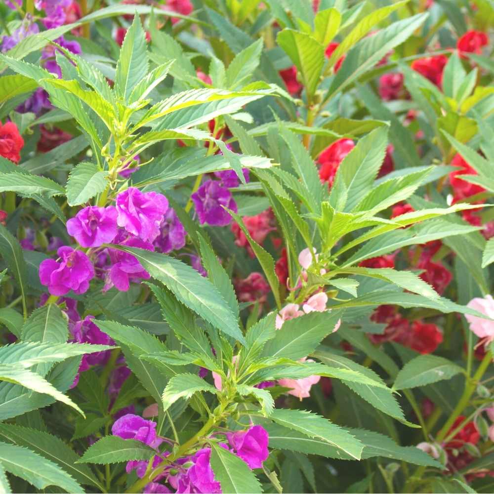 Balsam Purple Flower Seeds