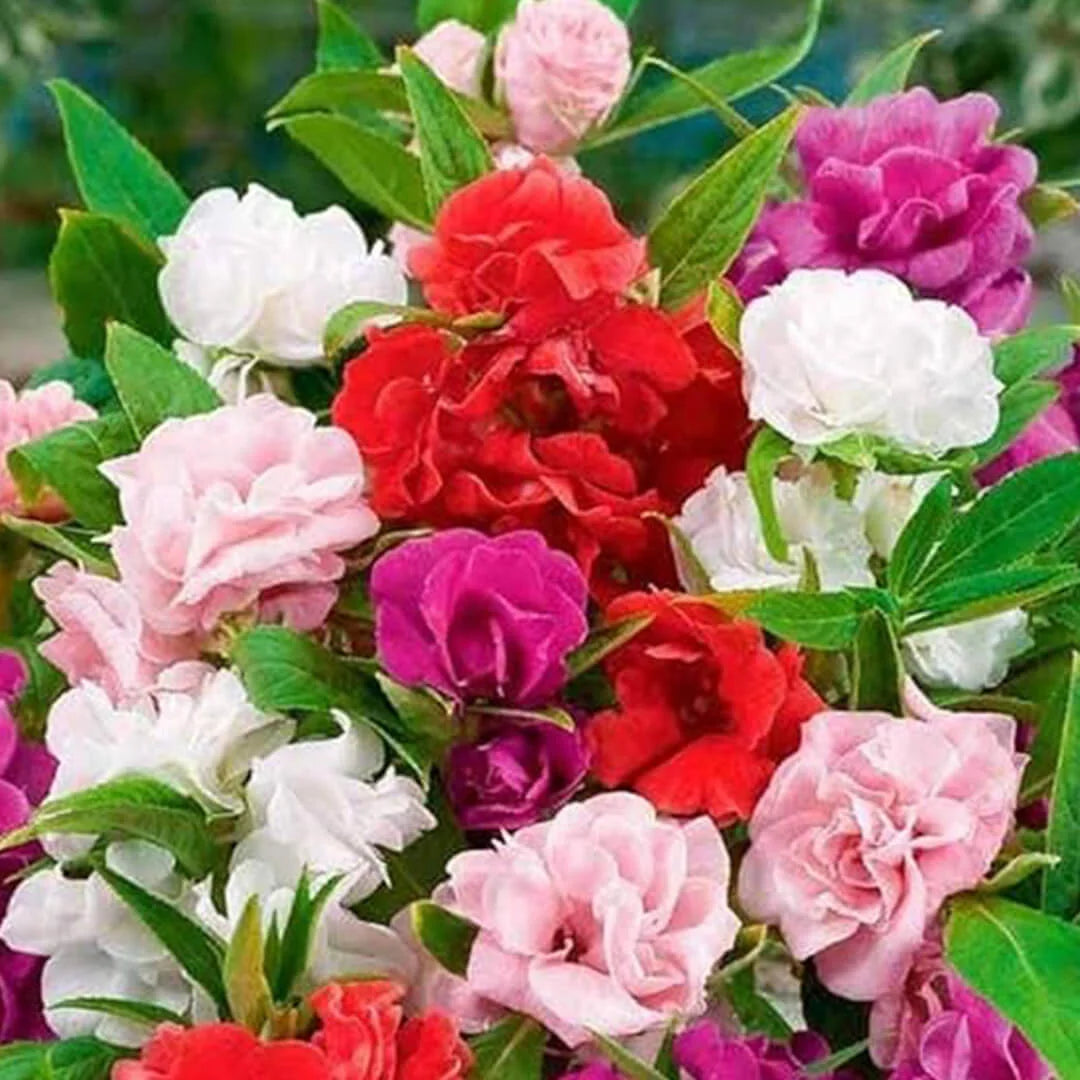 Balsam Tom Thumb Mixed Flower Seeds