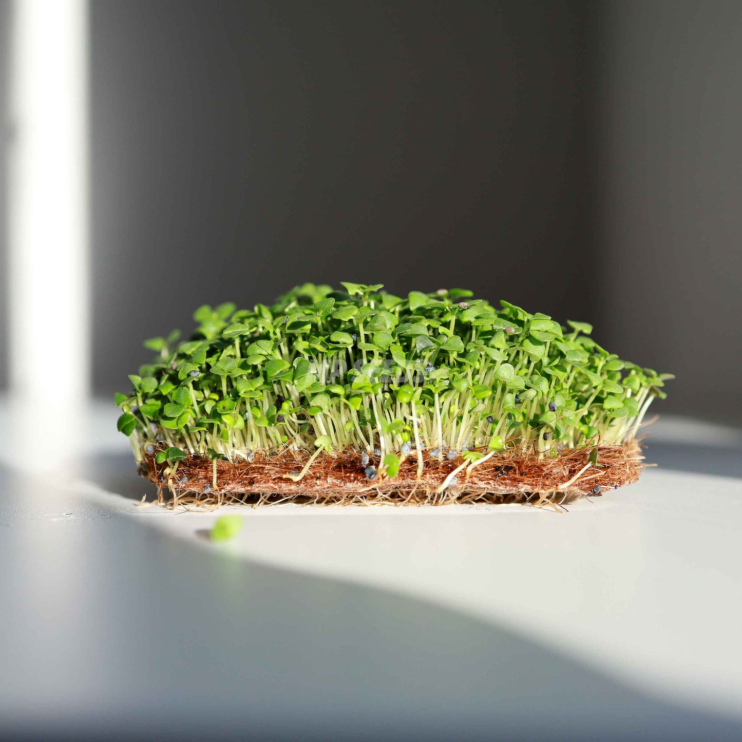 Cinnamon Basil Microgreens Seeds