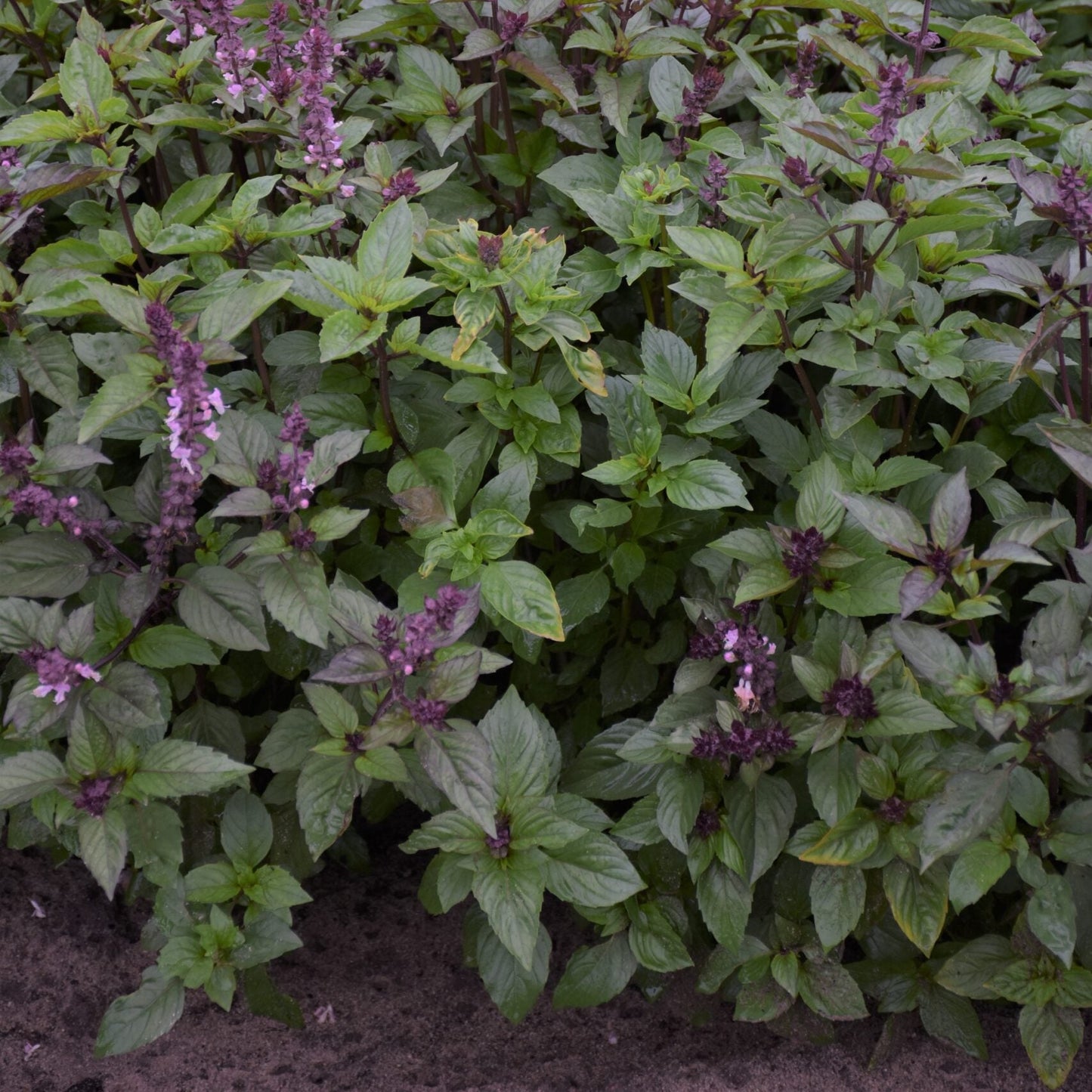 Basil Mixed Green and Purple Leaf Microgreens Seeds