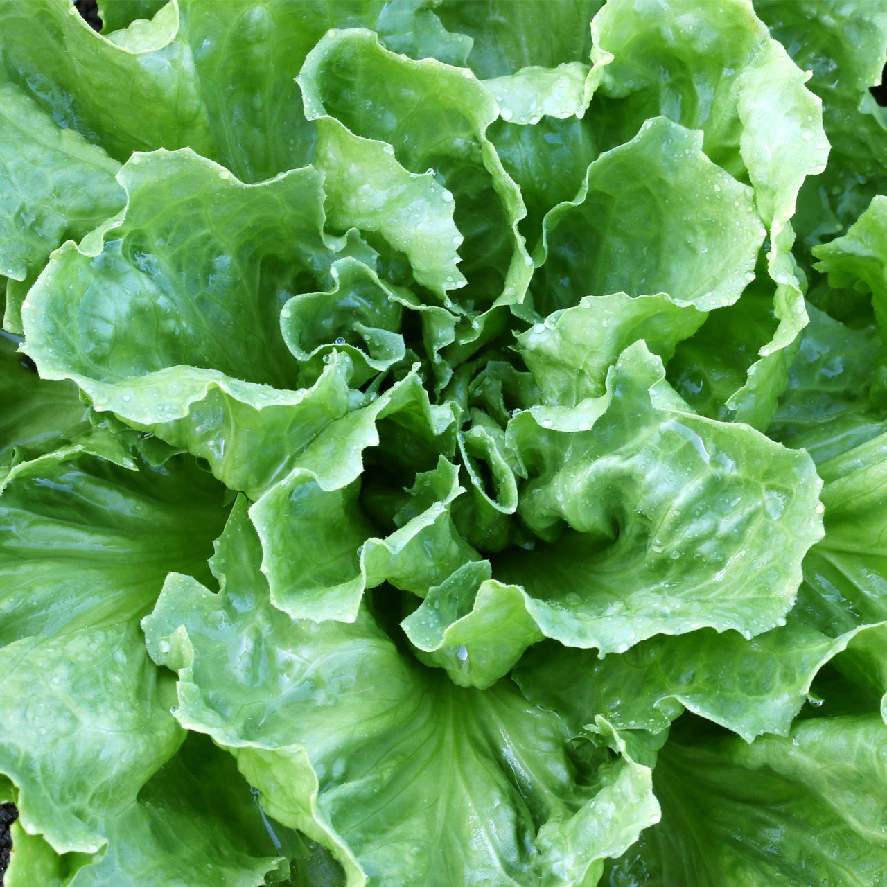 Endive Leaf Cuore di Oro - Fresh & Crisp Organic Salad Leaves Exotic Vegetable Seeds