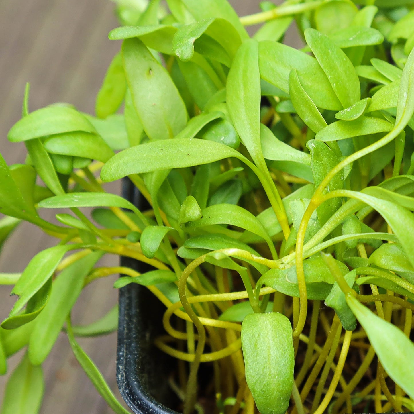 Beetroot Yellow Microgreens Seeds
