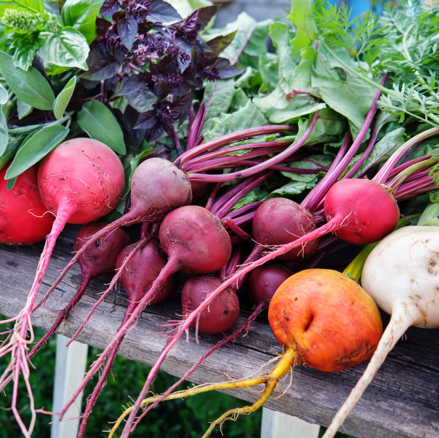 Beet Root & Misticanza Microgreens Seed Combo