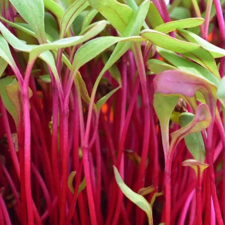 Beet Root & Misticanza Microgreens Seed Combo