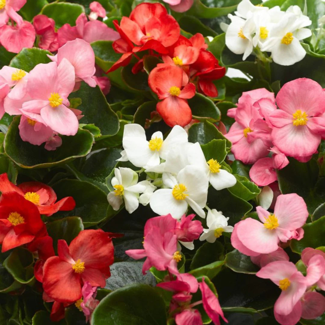 Begonia Semperflorens Mixed Winter Flower Seeds