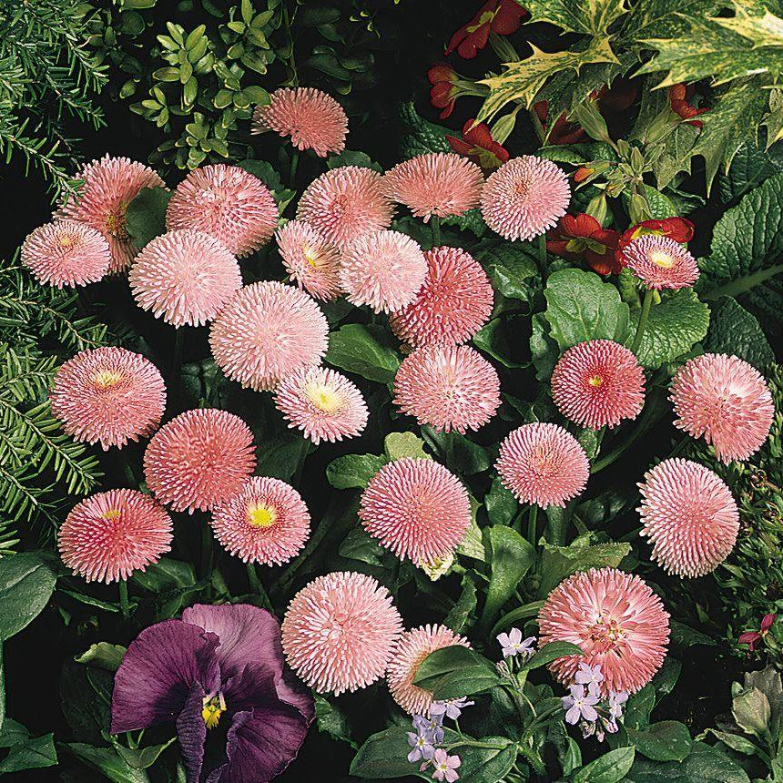 Daisy Bellis Mixed Winter Flower Seeds