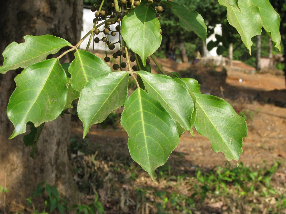 Bischofia Javanica Herb Seeds