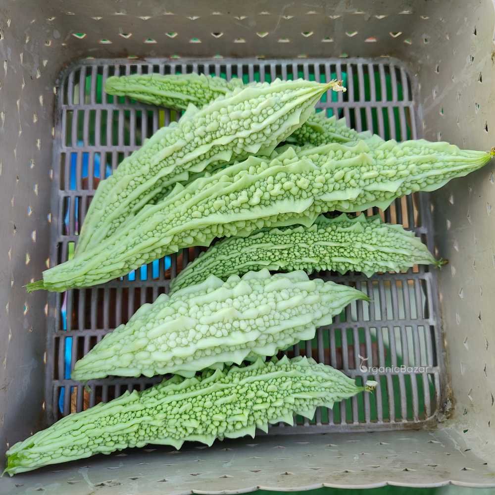 Bittergourd F1 White Long Vegetable Seeds