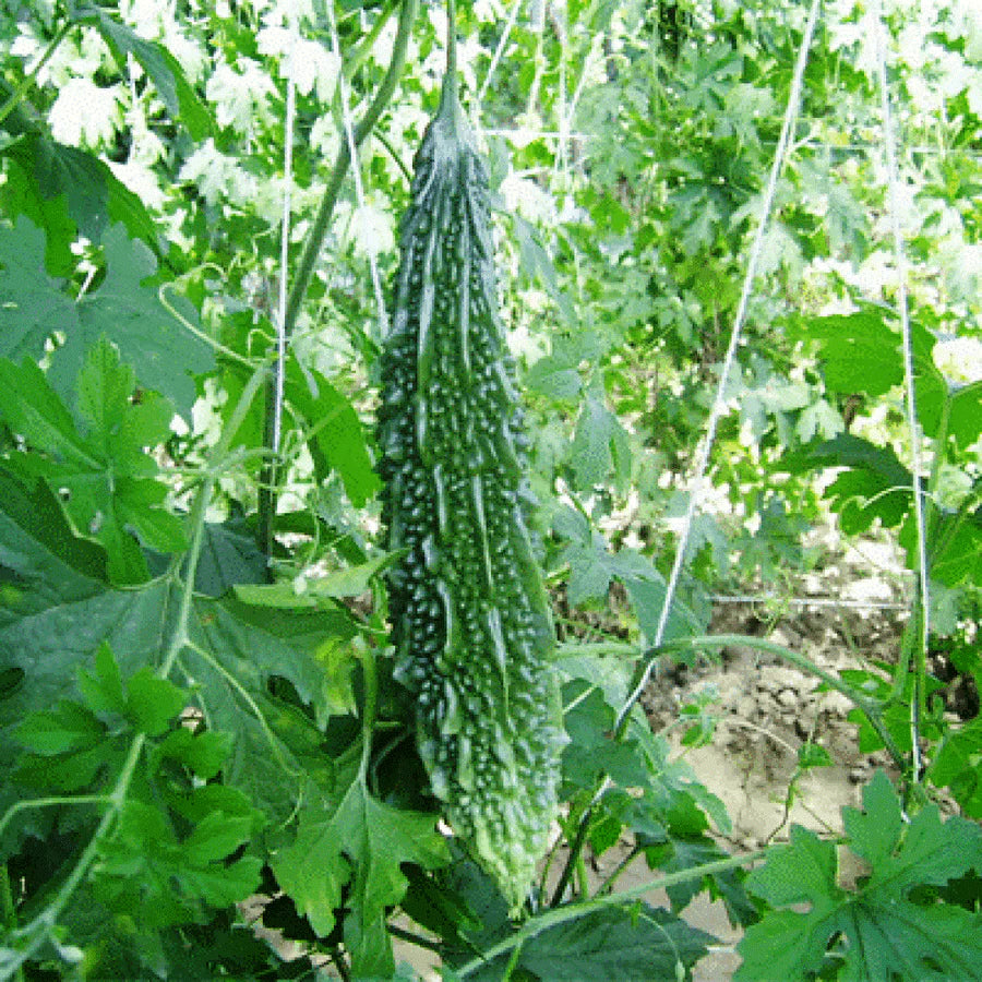 Bitter gourd F1 Jihari Vegetable Seeds