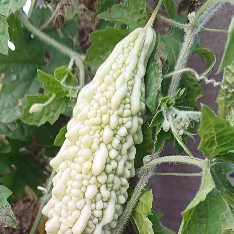Bittergourd F1 White Long Vegetable Seeds