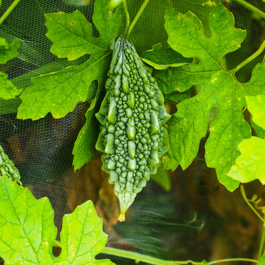 Bitter Gourd Vegetable Seeds