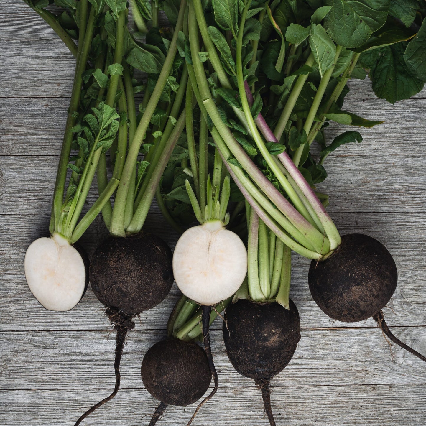 Radish Black Round Microgreens Seeds