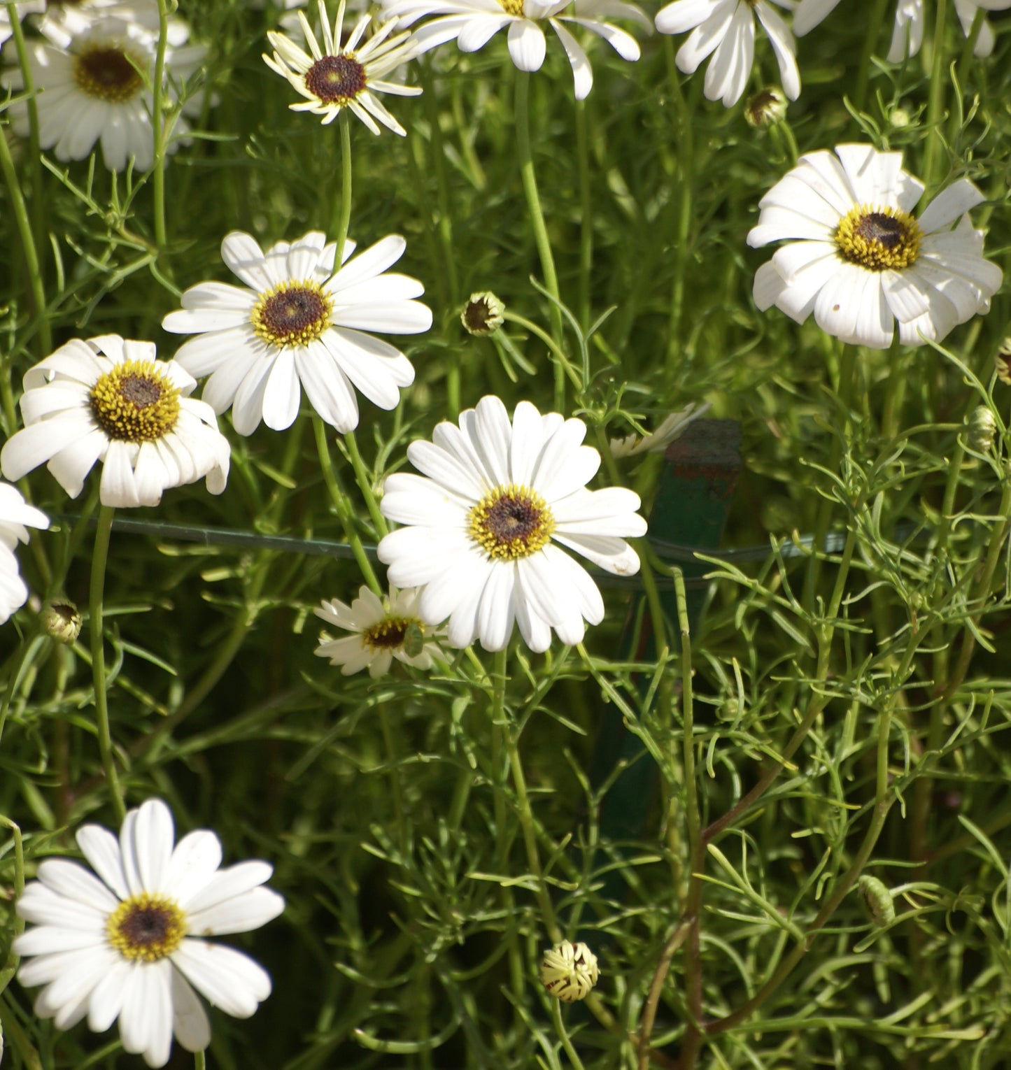 Brachycome White Seeds