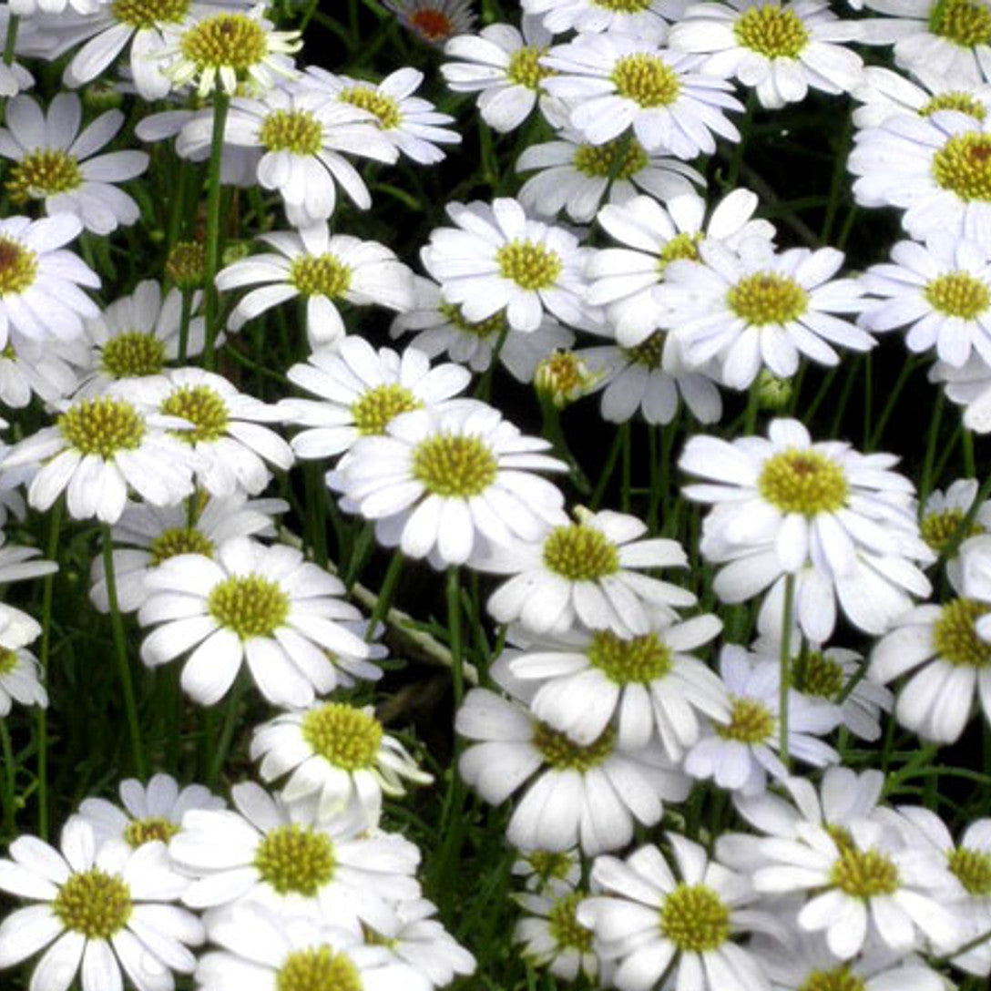 Brachycome White Seeds