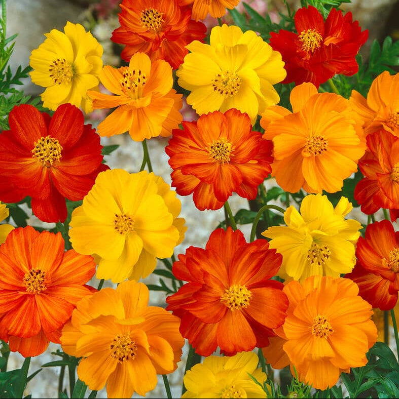 Cosmos Bright Light Mixed Seeds