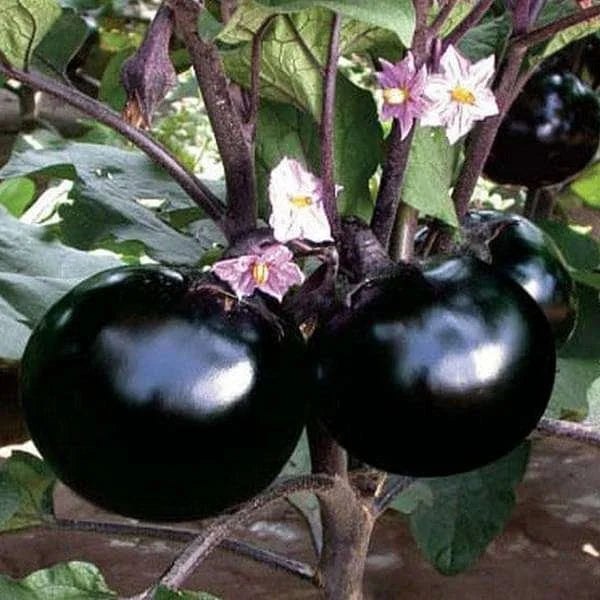 Brinjal-Eggplant F1 Dipanish Black Round Vegetable Seeds
