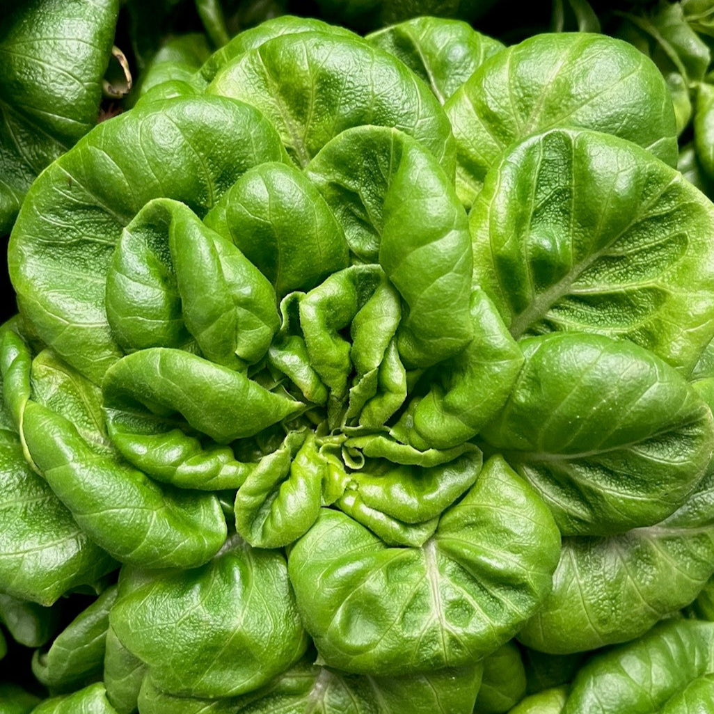 Fresh Butterhead Green Lettuce – Crisp, Tender, and Naturally Sweet