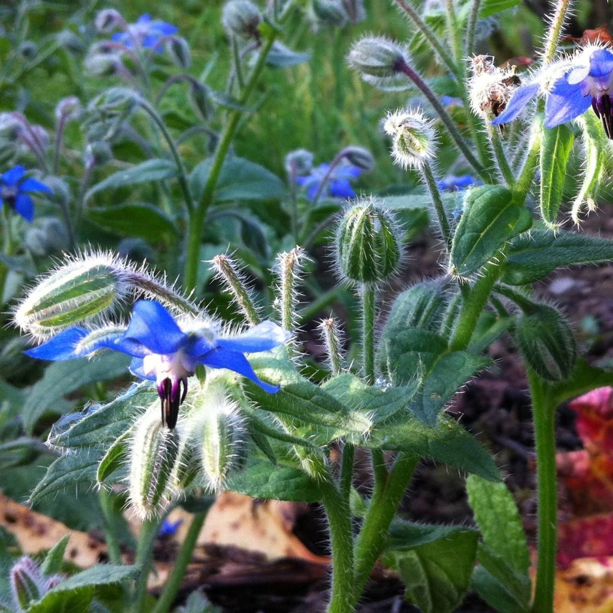 Borage Imported Microgreens Seeds