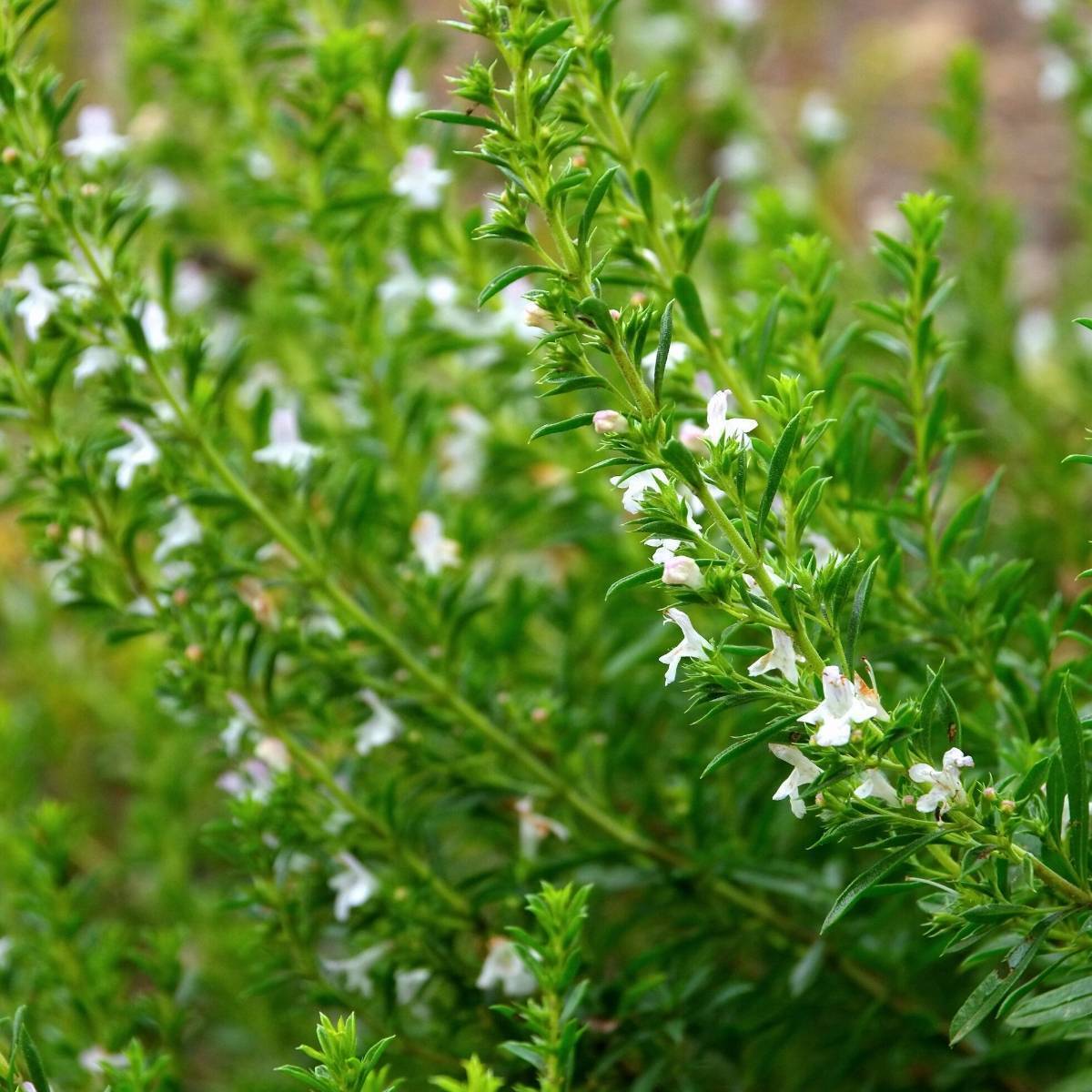 Savory Summer Herb Seed Collection
