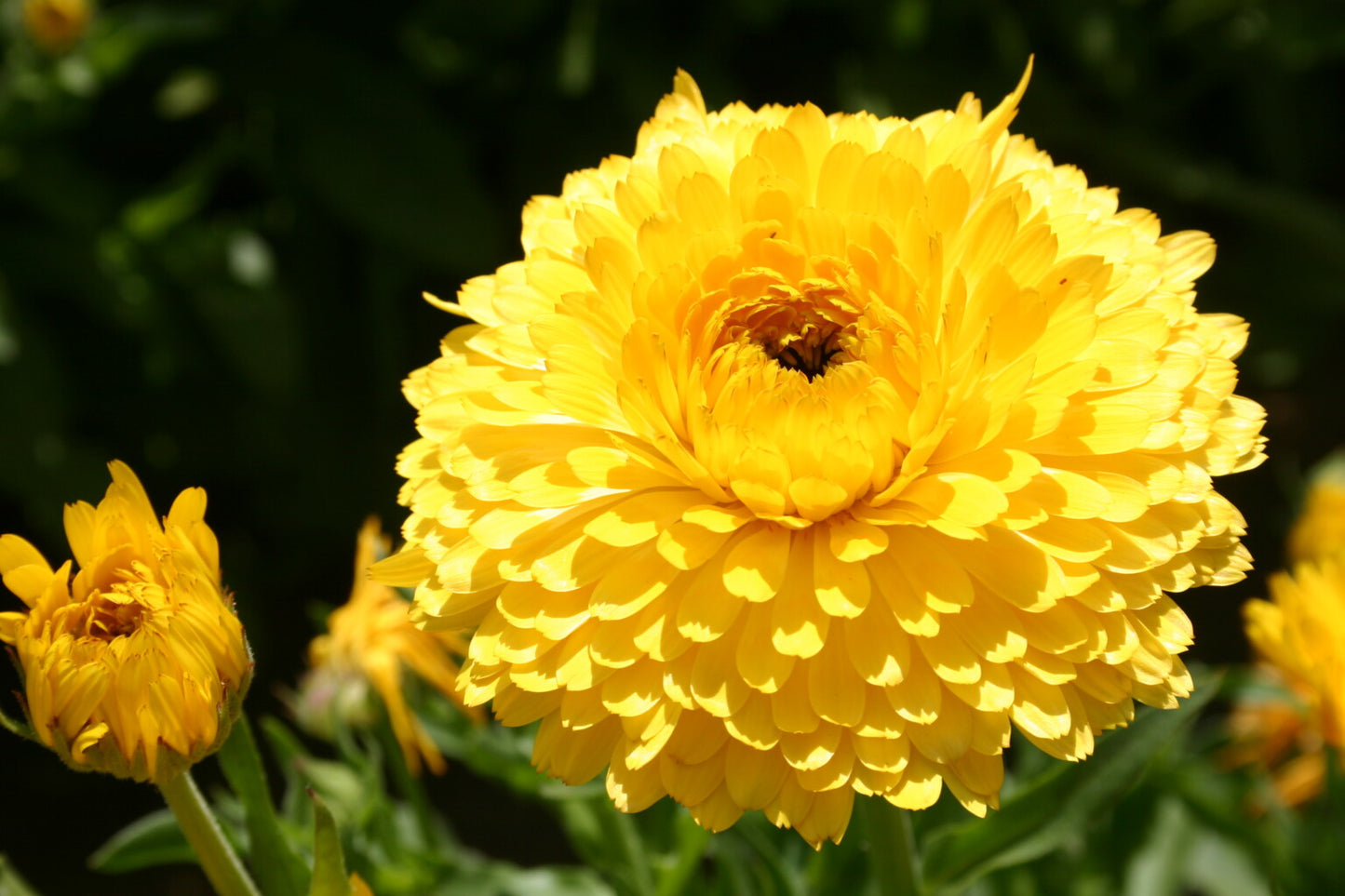 Calendula Yellow Flower Seeds