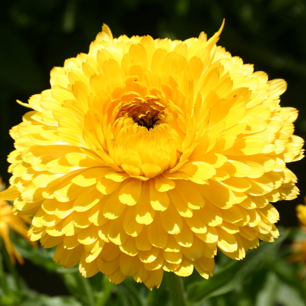 Calendula Bon Bon Yellow Flower Seeds