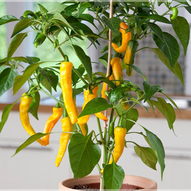Chilli Hot Yellow Desire Vegetable Seeds