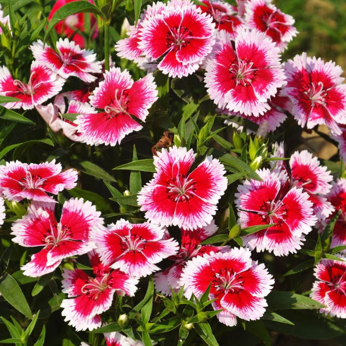 Dianthus Flower Seeds – Vibrant & Beautiful Garden Blooms