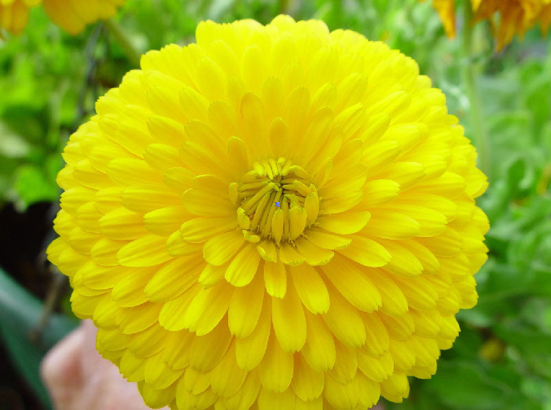 Calendula Yellow Flower Seeds